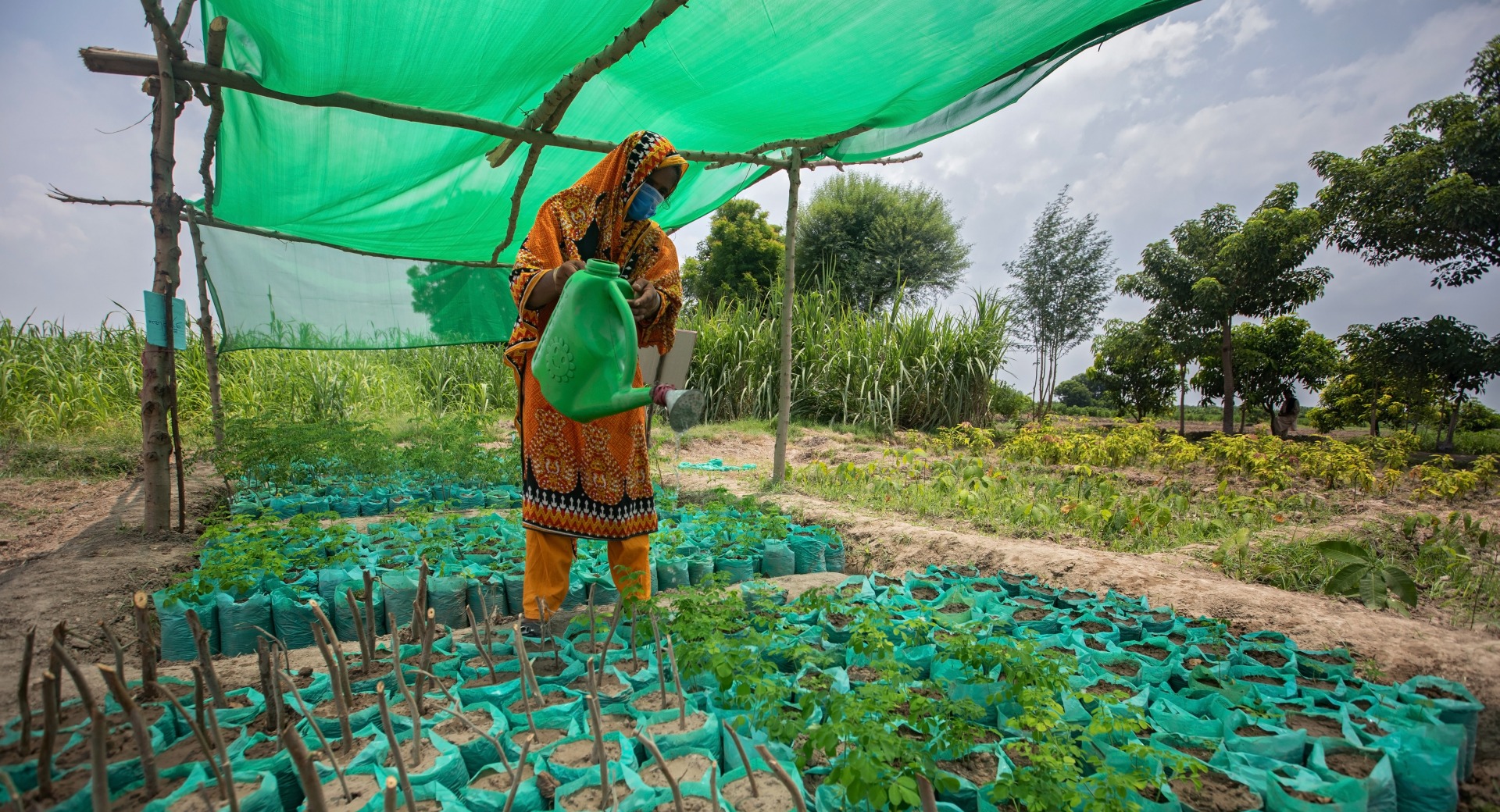 One of the demonstration plots at an Action Against Hunger Farmer Field School in Pakistan.