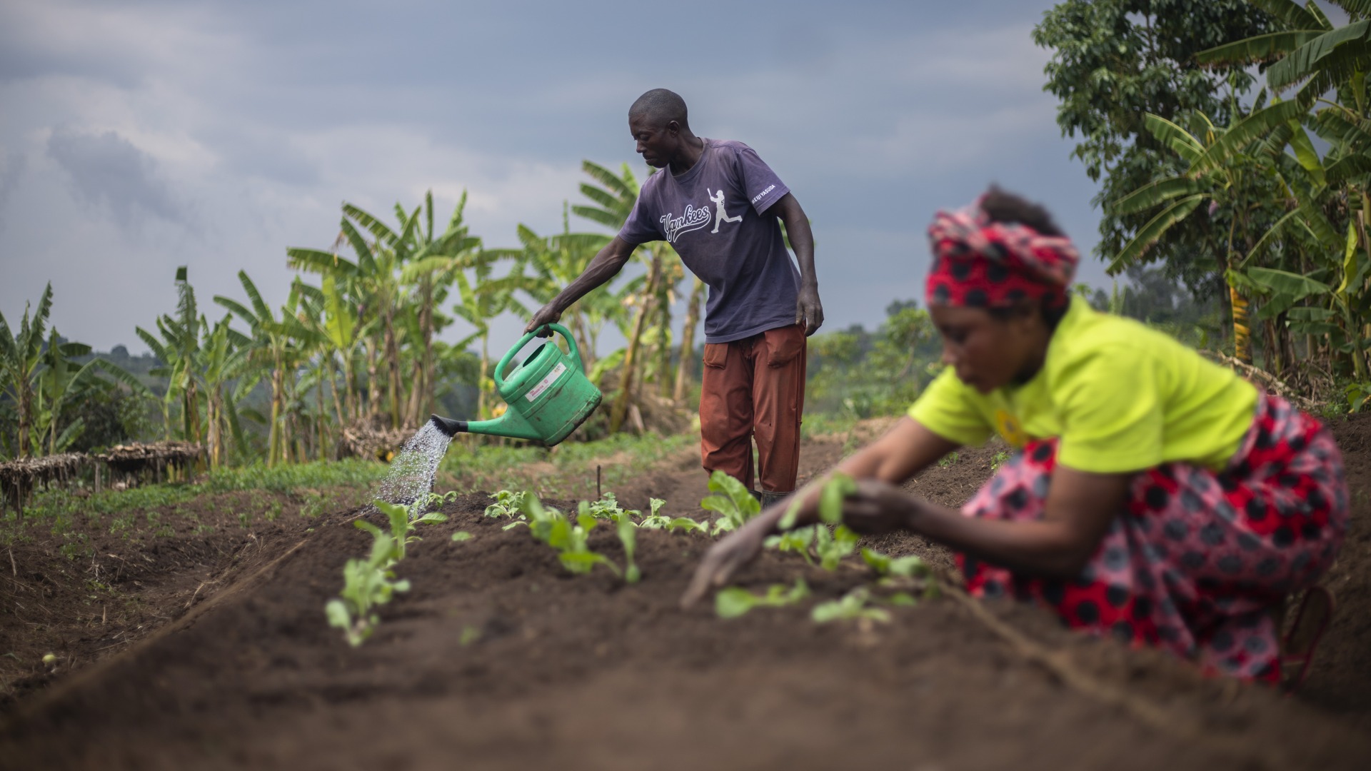 A man and a woman work in their fields.