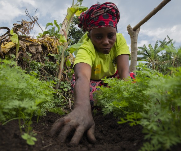 People work in their fields.