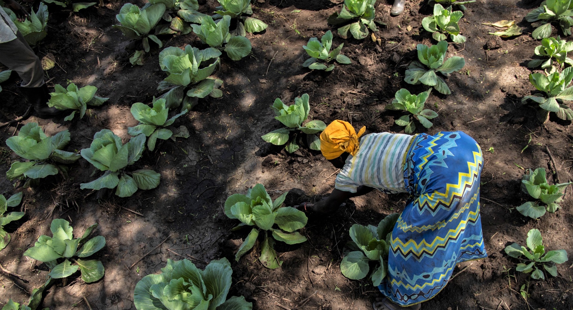 A woman in her cabbage patch