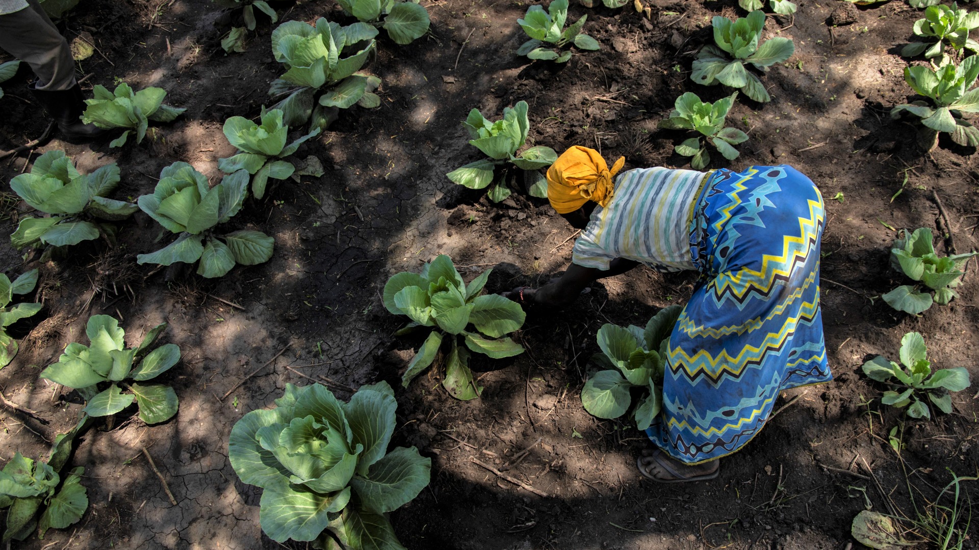 A woman in her cabbage patch