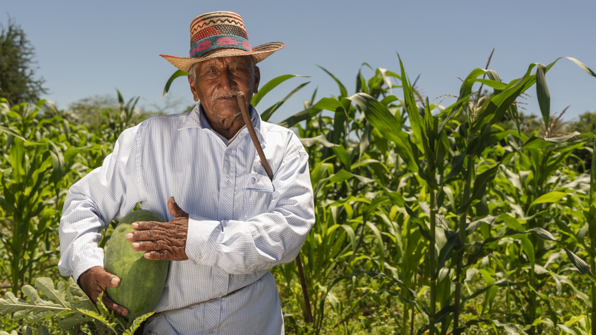 A farmer stands in his fields.