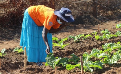 A woman, wearing a mask, examines her crops.