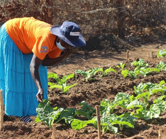 A woman, wearing a mask, examines her crops.