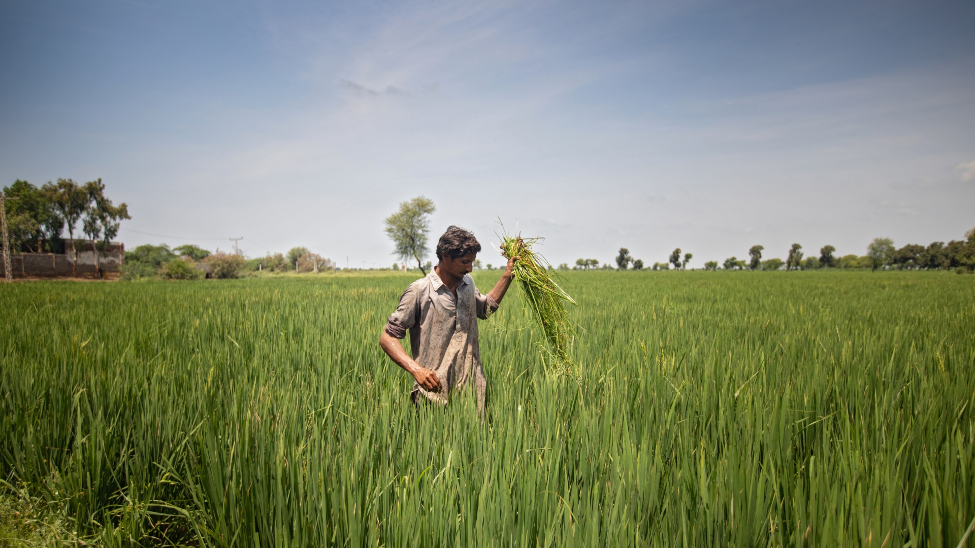 In Pakistan's Sindh province, Action Against Hunger is helping farmers grow Zinc-enriched wheat for improved nutrition. Abdul Razzak, 30, received training in Crop Cultivation which has helped him increase his yearly yield.