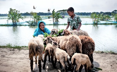 Une femme et son fils avec plusieurs moutons qu'ils élèvent dans une région du Bangladesh sujette aux inondations.