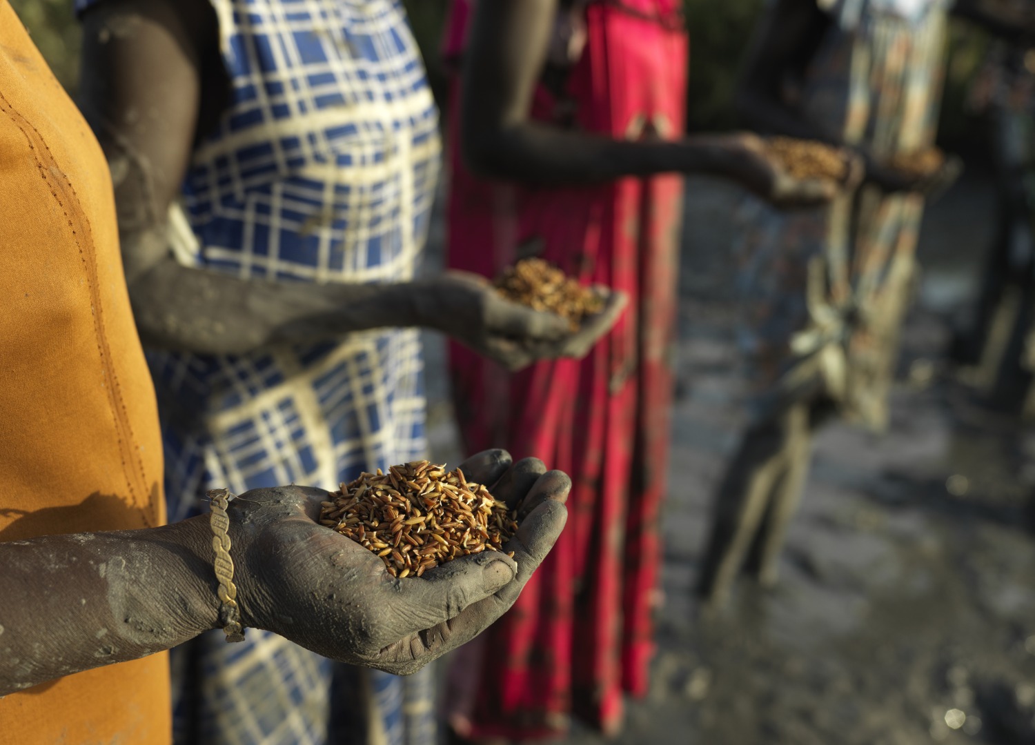 Le riz est prêt à être semé sur la terre fraîchement défrichée.