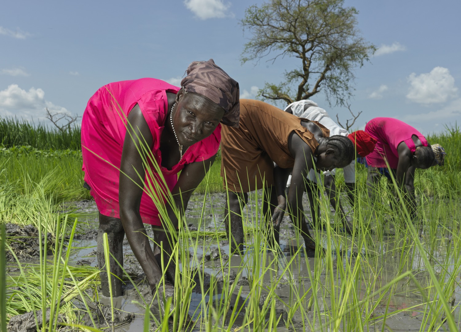 Nyaok Dieng, 34, plants rice in the Action Against Hunger rice paddy.