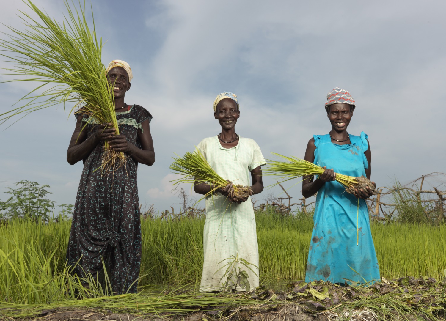 (de gauche à droite) Nyathor Dor, Nyamai Duoth, et Nyayiela Nyuon prennent du riz de la pépinière pour le replanter dans la rizière.