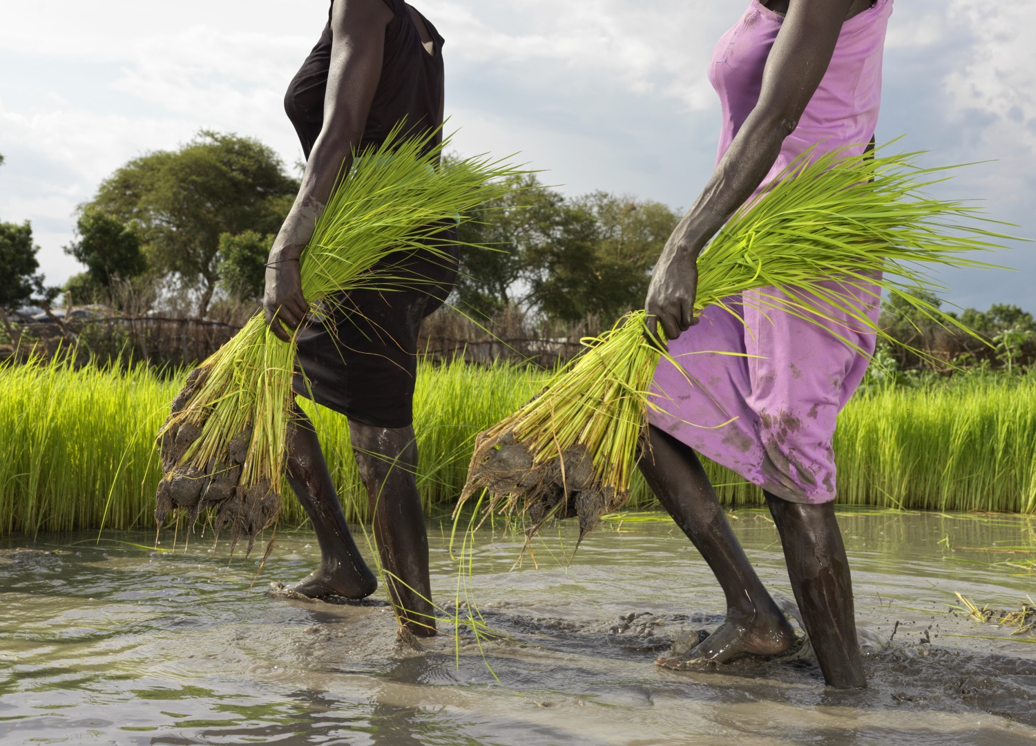 Les femmes repiquent le riz de la pépinière pour le replanter dans le paddy.