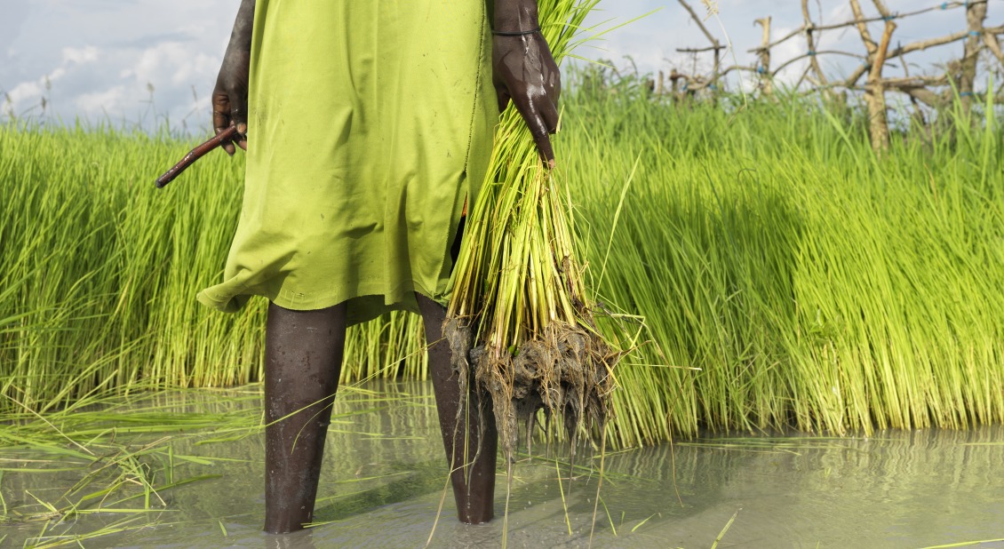 Women transplant rice from the nursery to be replanted in the paddy.