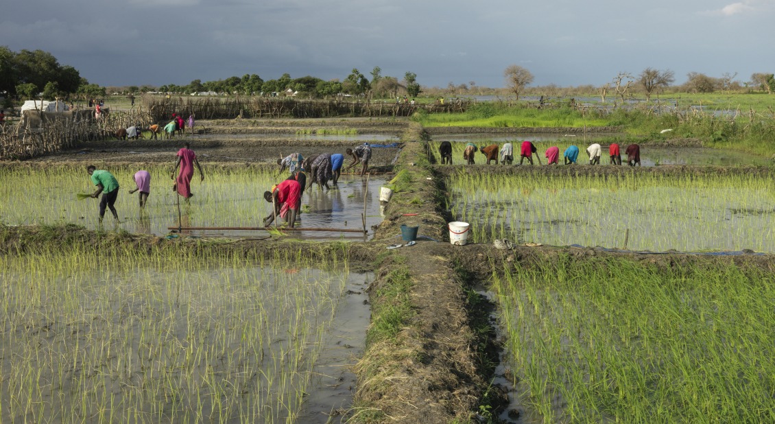 Des femmes locales plantent du riz à Paguir, au Sud-Soudan. Le riz a été introduit par Action contre la faim après trois années d'inondations continues afin d'aider à surmonter la crise de la faim qui s'aggrave dans la région.