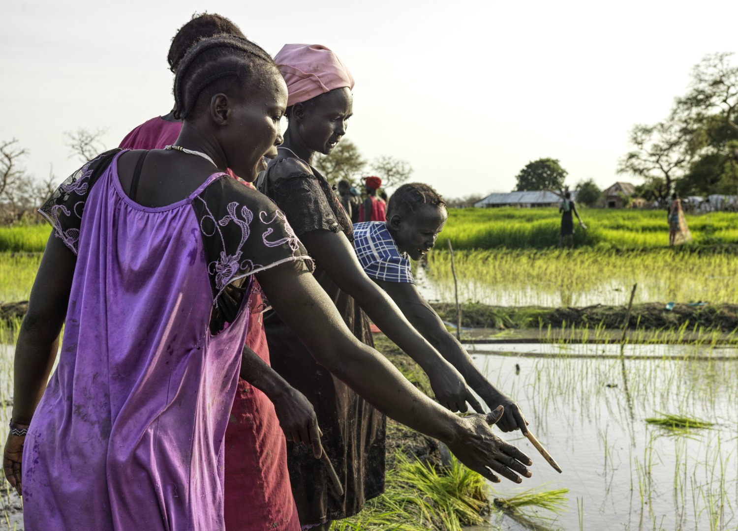 Des femmes formées localement se conseillent mutuellement sur la rectitude de leurs rangées de riz plantées à la fin de chaque journée.