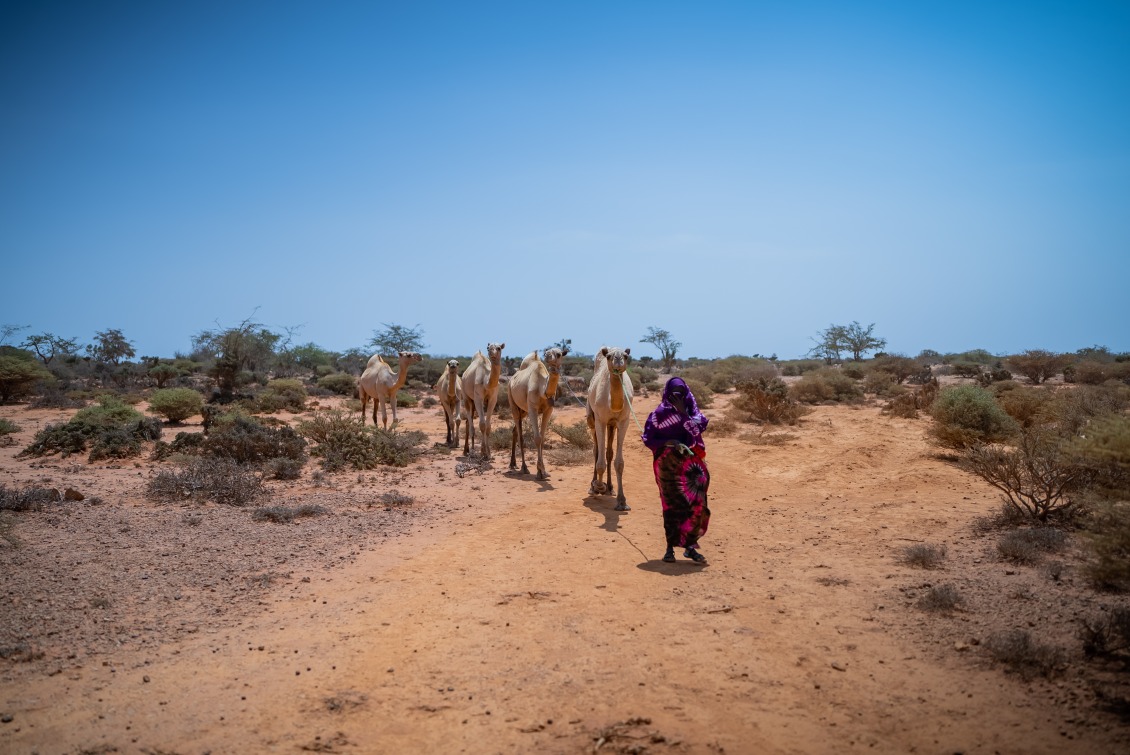 A woman walks through dry lands with her livestock. Many like her face hunger due to severe drought in Somalia.