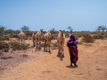 A woman walks through dry lands with her livestock. Many like her face hunger due to severe drought in Somalia.