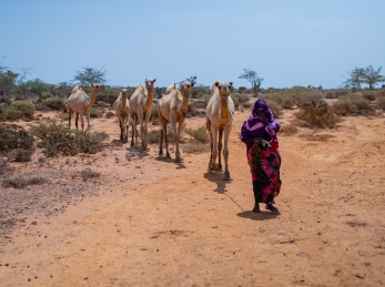 A woman walks through dry lands with her livestock. Many like her face hunger due to severe drought in Somalia.