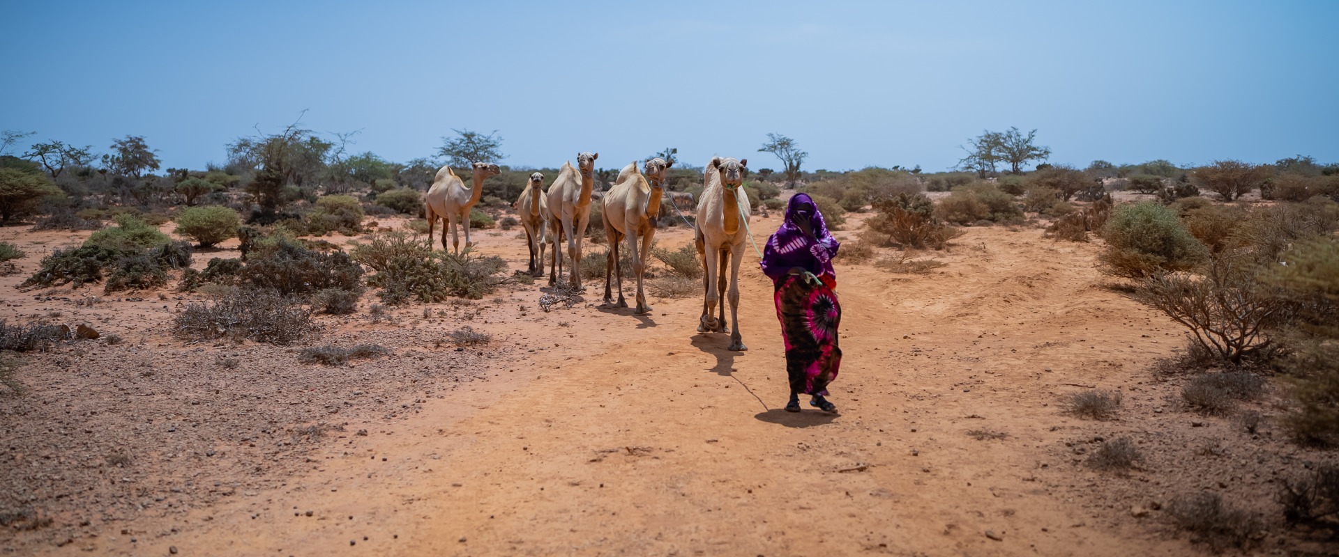 A woman walks through dry lands with her livestock. Many like her face hunger due to severe drought in Somalia.