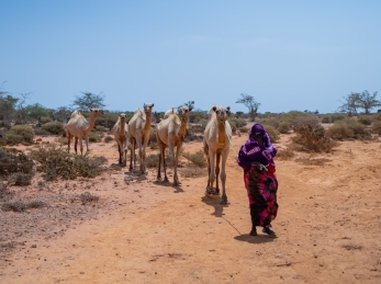 A woman walks through dry lands with her livestock. Many like her face hunger due to severe drought in Somalia.