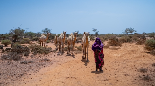 A woman walks through dry lands with her livestock. Many like her face hunger due to severe drought in Somalia.