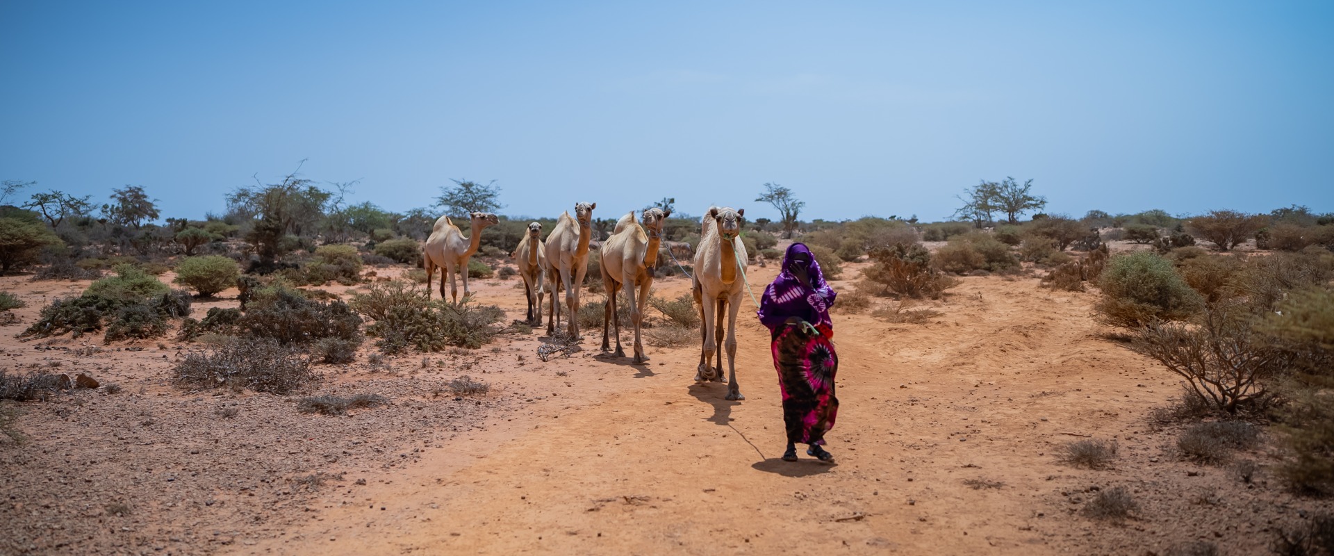 A woman walks through dry lands with her livestock. Many like her face hunger due to severe drought in Somalia.